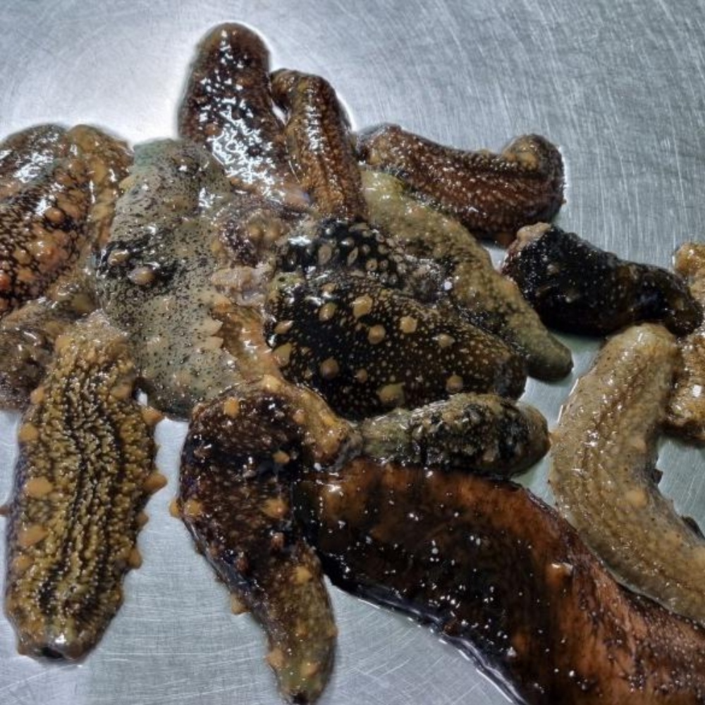 해삼 해삼내장 고노와다 제철 활해삼 와다 자연산 동해안 산지직송 500g - 상세 이미지 2