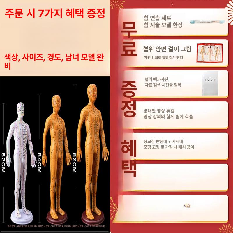 경혈 인형 혈자리 의원 한의학 실습 침술 모형 한방 구리색 경질 54cm 남성 1단계 - 상세 이미지 3