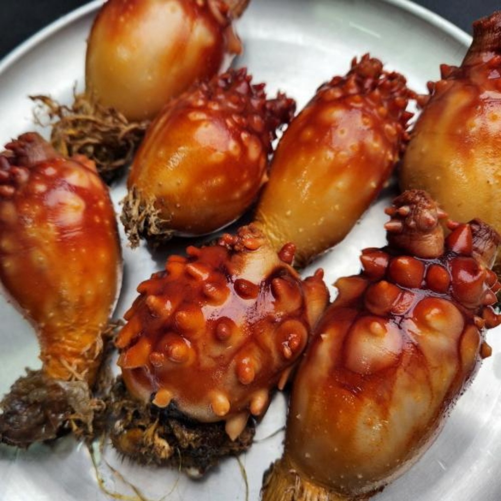 멍개 멍게 우렁쉥이 제철 활멍게 꽃 동해안 당일조업 산지직송 1kg - 상세 이미지 4