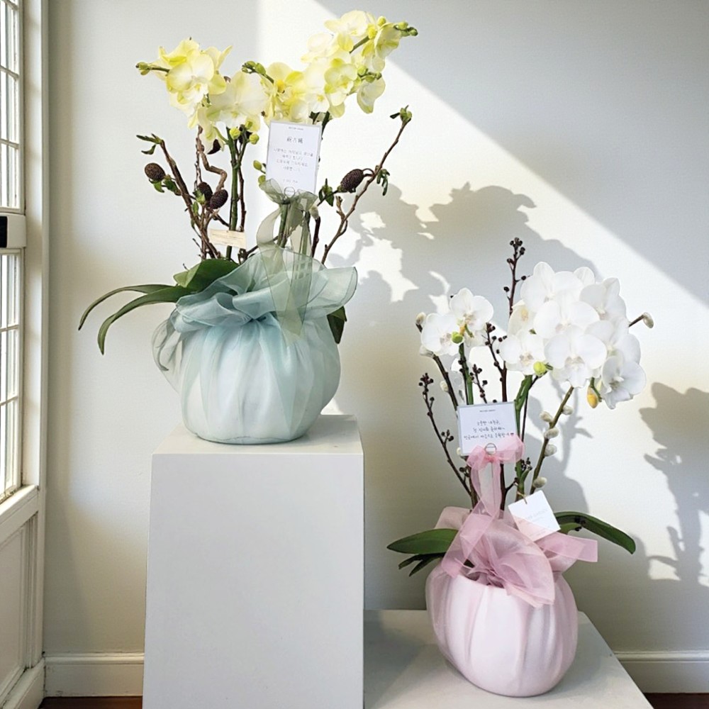 개업화분 서양란 취임 축하난 서양난 사무실 개원 영전 승진난 상견례 배달... 솔직 후기 | 실사용자 리뷰 분석 - 대표 이미지