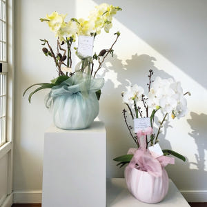 개업화분 서양란 취임 축하난 서양난 사무실 개원 영전 승진난 상견례 배달... 솔직 후기 | 실사용자 리뷰 분석 - 상품 이미지 1