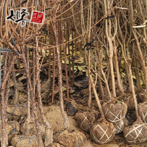 앵두나무 왕앵두 2년 특묘 실사용 후기 | 효과 있을까? - 상품 이미지 4