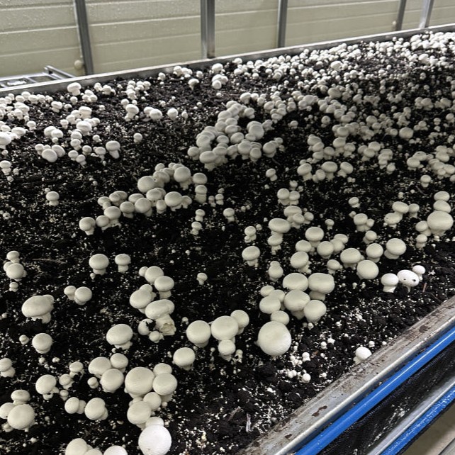평창 양송이 1kg 2kg 산지직송 가정용 식당용 국산 이미지 7