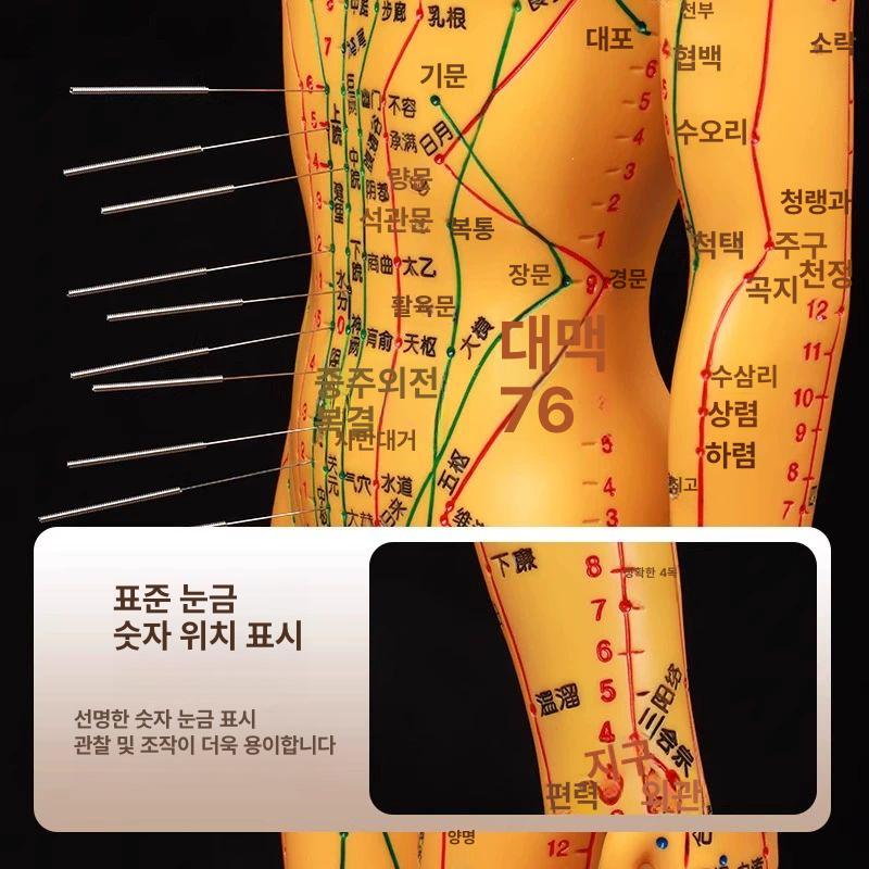 경혈 인형 혈자리 의원 한의학 실습 침술 모형 한방 구리색 경질 54cm 남성 1단계 - 상세 이미지 5