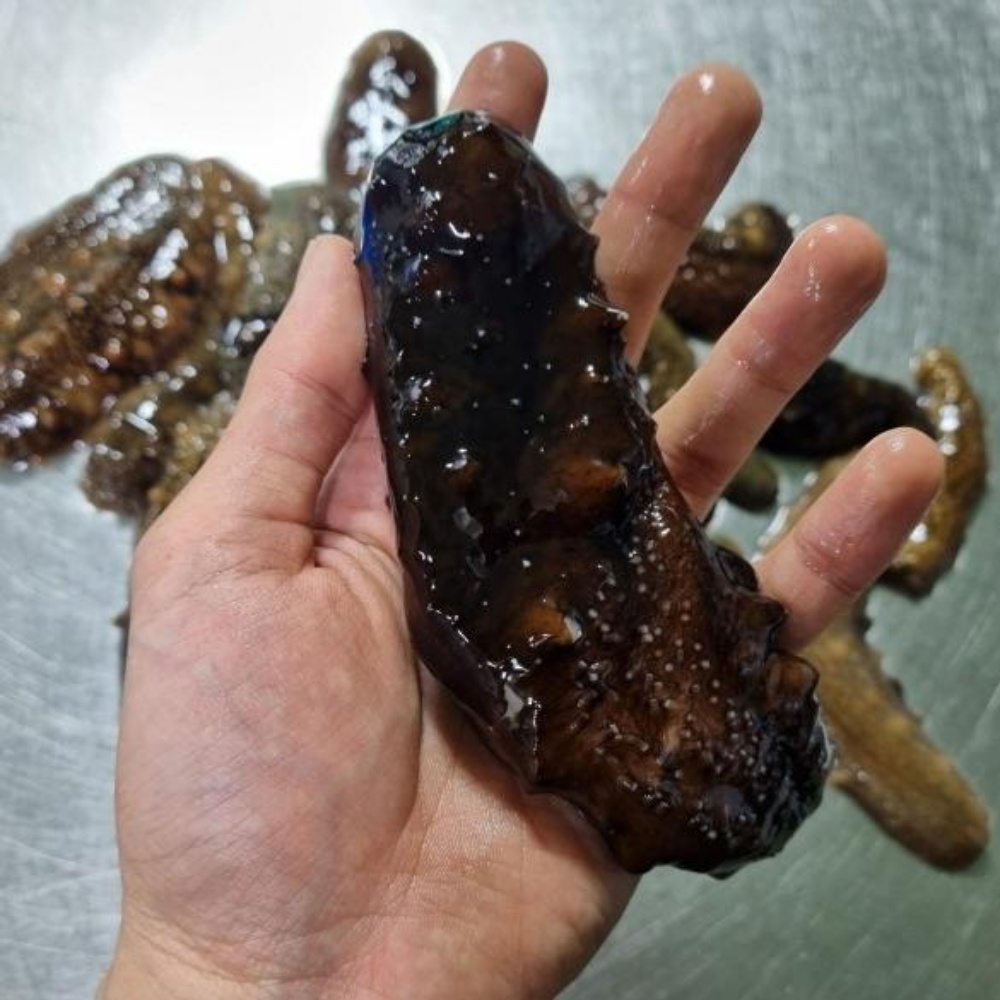 해삼 해삼내장 고노와다 제철 활해삼 와다 자연산 동해안 산지직송 500g - 상세 이미지 3