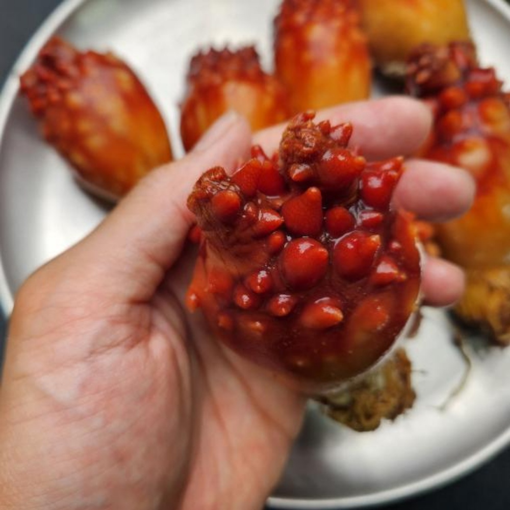 멍개 멍게 우렁쉥이 제철 활멍게 꽃 동해안 당일조업 산지직송 1kg - 상세 이미지 3
