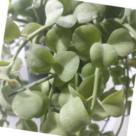 러브코리아 디시디아분갈이 공중식물 디시디아 디스키디야(소) 거실 정원인테리어