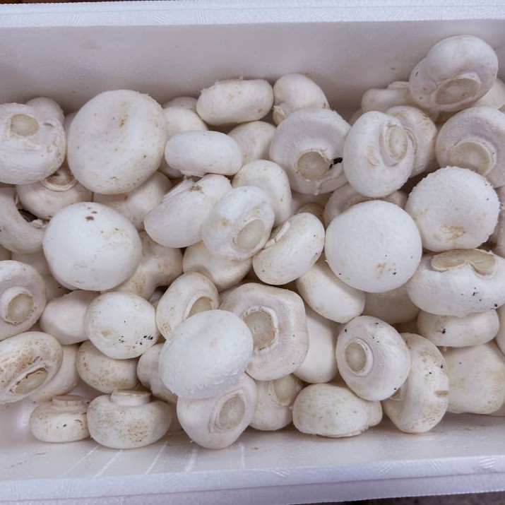 평창 양송이 1kg 2kg 산지직송 가정용 식당용 국산 - 상세 이미지 3