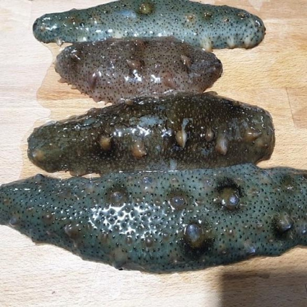 해삼 해삼내장 고노와다 제철 활해삼 와다 자연산 동해안 산지직송 500g 이미지 7