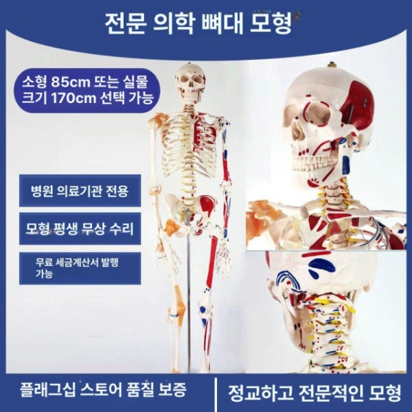 정밀 해부학 인체 성인 전신 뼈모형 학교 병원 교구 높이 85cm 화이트 스켈레톤 모델 - 상세 이미지 2
