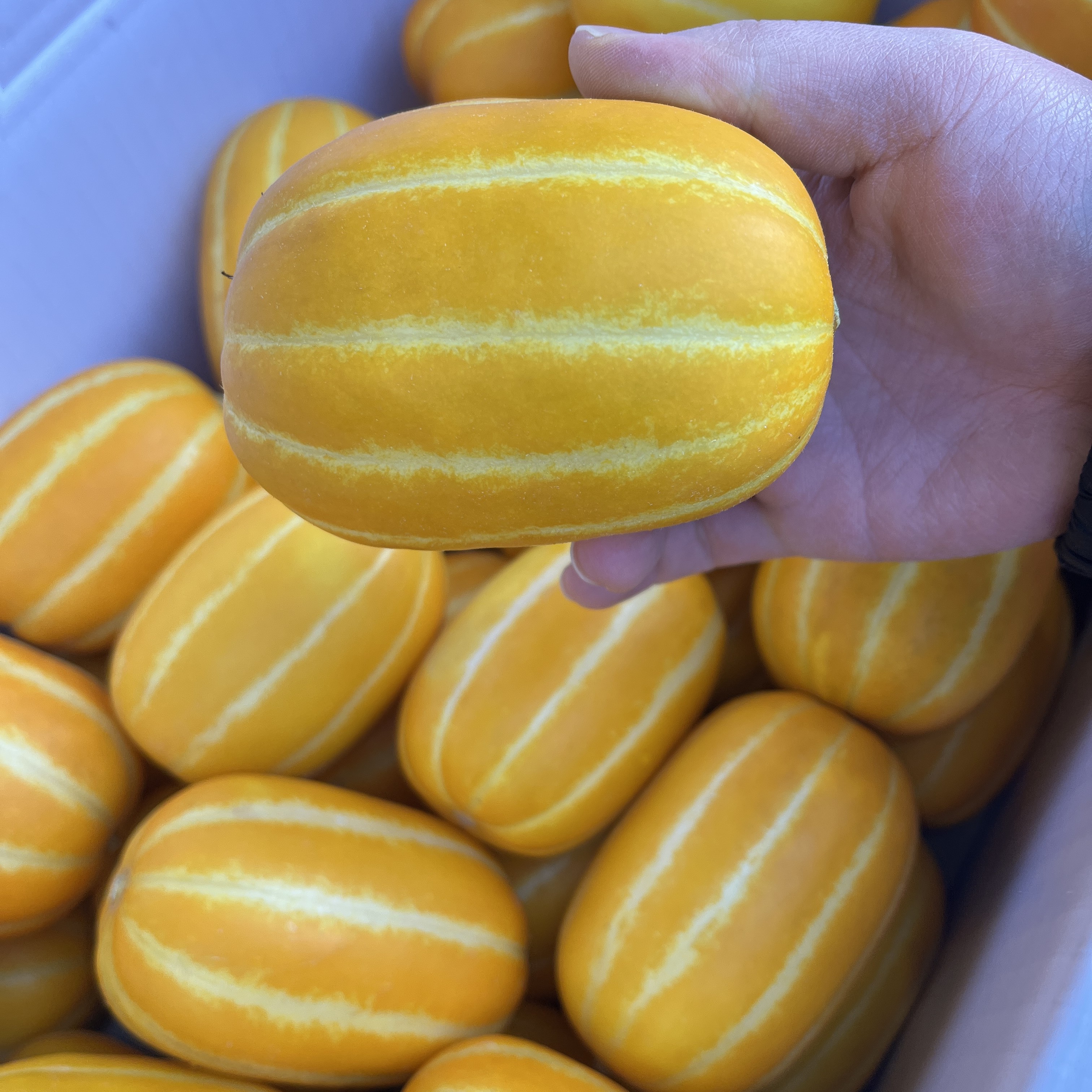아삭달콤 성주참외 꿀참외 고당도 당도선별 1.5kg 이미지 4