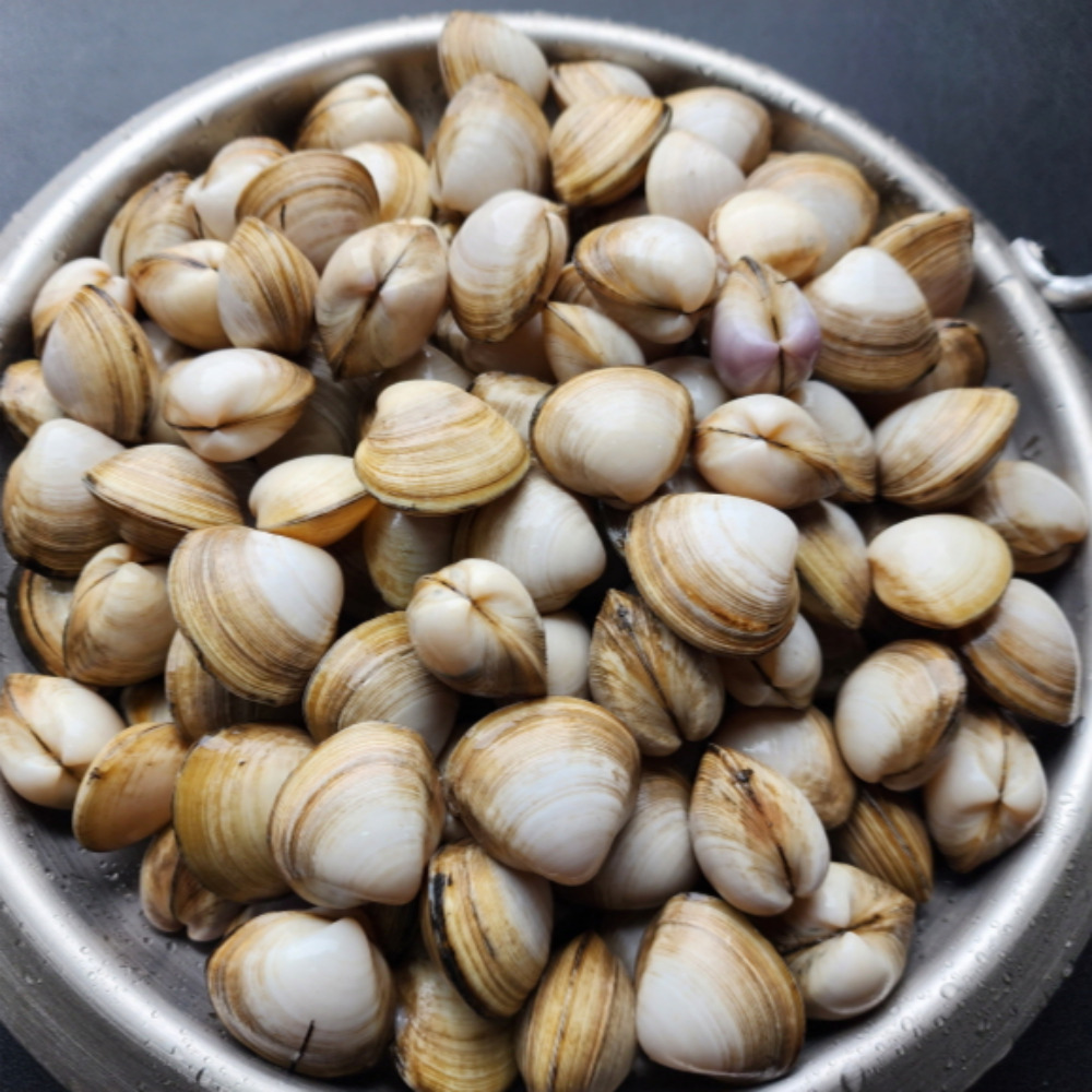 국내산 동죽 해감조개 3kg 모시 물총조개 동죽칼국수 - 상세 이미지 2