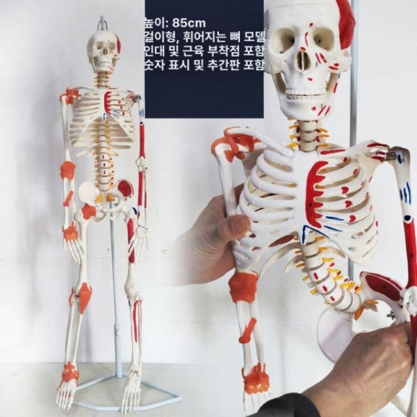 정밀 해부학 인체 성인 전신 뼈모형 학교 병원 교구 높이 85cm 화이트 스켈레톤 모델 - 상세 이미지 5