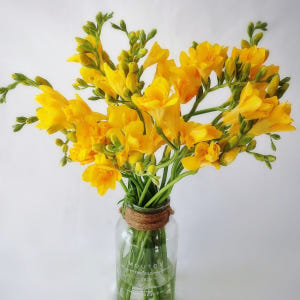 프리지아꽃 1+1 생화 봄꽃 집꾸미기 후리지아 향기 꽃배달 싼곳 정기구독... 솔직 후기 | 실사용자 리뷰 분석 - 상품 이미지 4