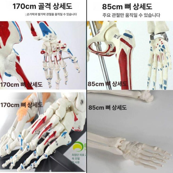 정밀 해부학 인체 성인 전신 뼈모형 학교 병원 교구 높이 85cm 화이트 스켈레톤 모델 - 상세 이미지 4