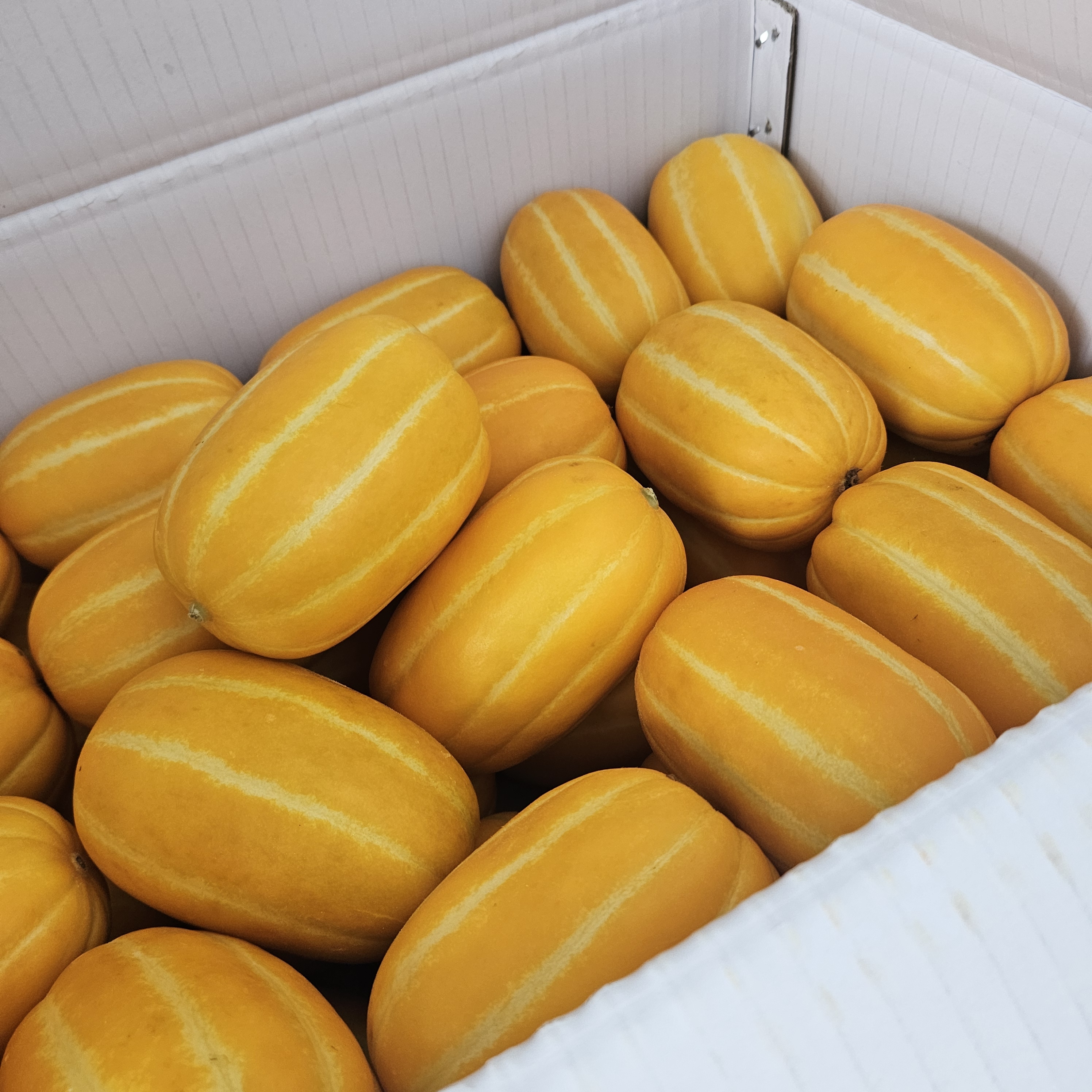 아삭달콤 성주참외 꿀참외 고당도 당도선별 1.5kg 이미지 3