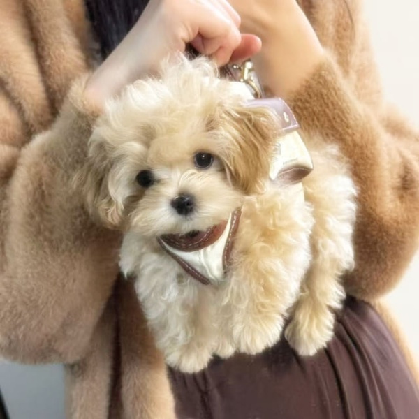 편안한 반려동물 이동가방 소형견 애완동물 앞가방 캐리어 대형견 애견 런던브라운 XS 1~2.5kg - 상세 이미지 2