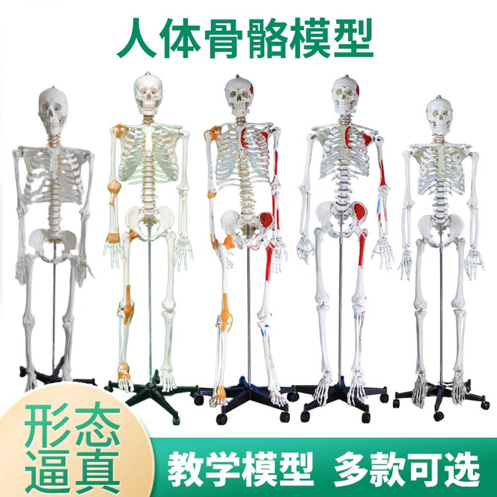 해골모형 시뮬레이션 해부 인체뼈 교구 과학실 색상형 기본형 이미지 6