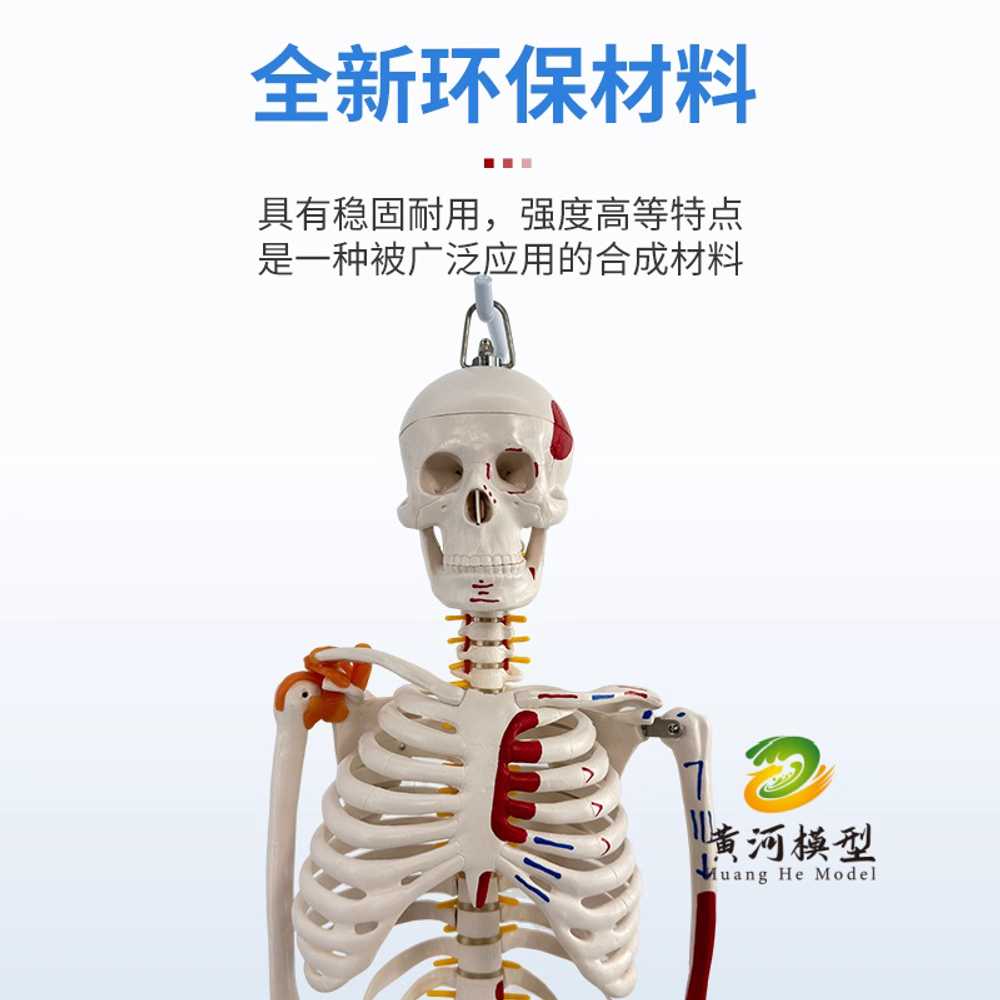 해골모형 시뮬레이션 해부 인체뼈 교구 과학실 색상형 기본형 - 상세 이미지 3