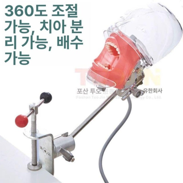 프리미엄 실습용 치과 교육용 치아모형 구강 인체 타이업 치위생사 모형 치아 구조 모델 인체모형 얼굴 피부 포함 입벌림불가 - 상세 이미지 5
