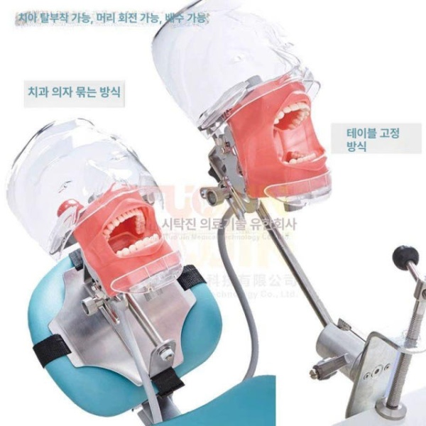 프리미엄 실습용 치과 교육용 치아모형 구강 인체 타이업 치위생사 모형 치아 구조 모델 인체모형 얼굴 피부 포함 입벌림불가 - 상세 이미지 2
