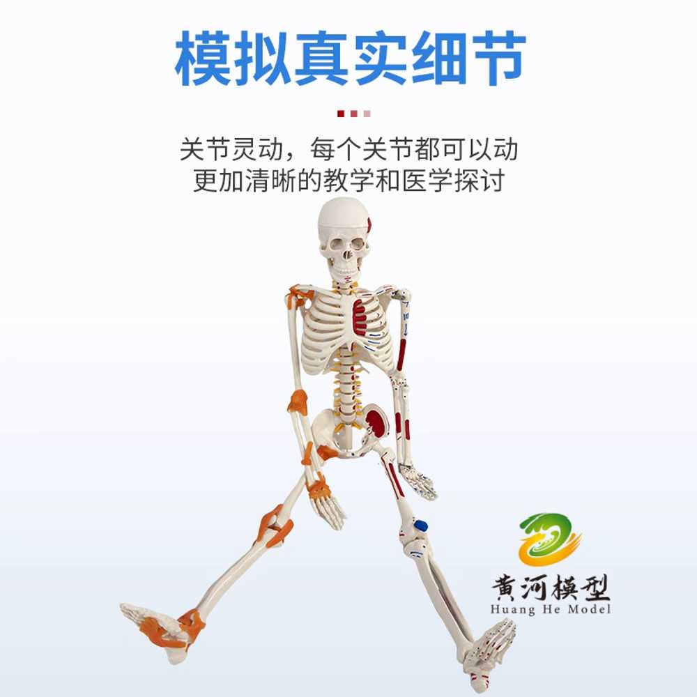 해골모형 시뮬레이션 해부 인체뼈 교구 과학실 색상형 기본형 - 상세 이미지 4