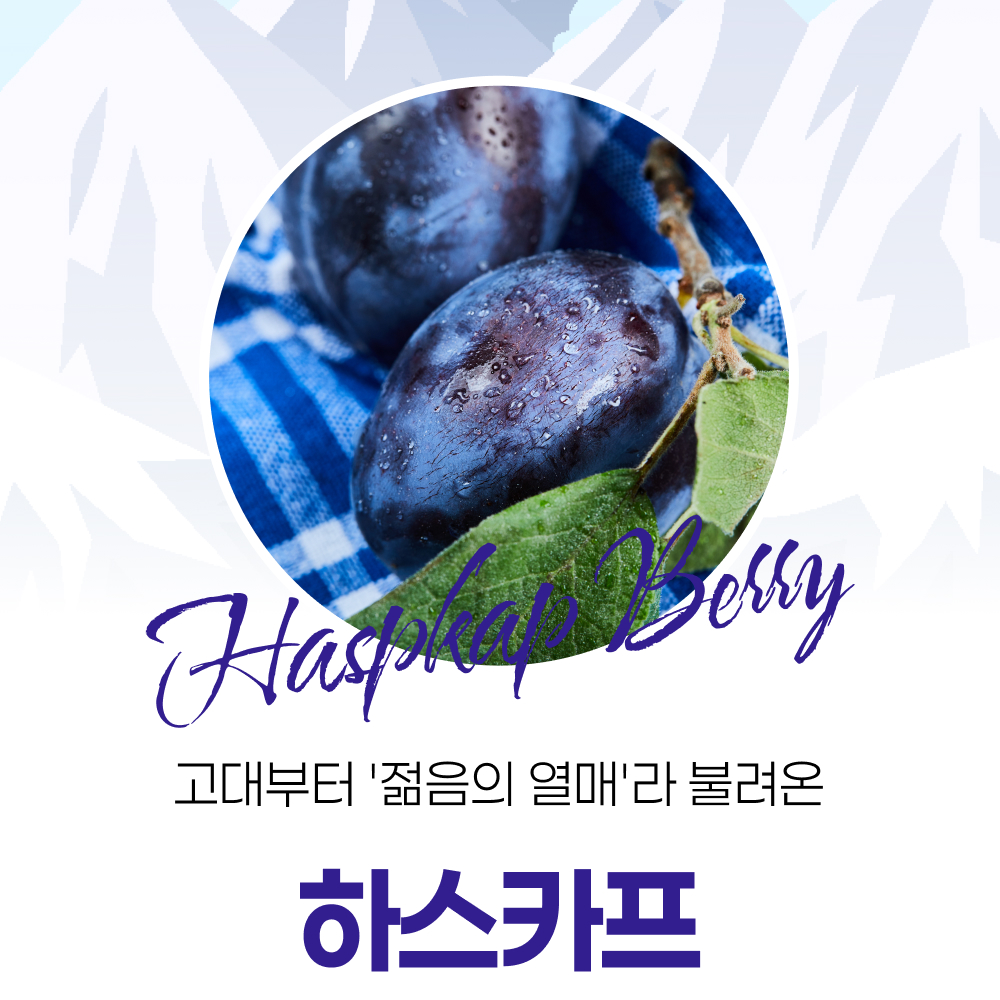 뉴트리플랜트 백두산 하스카프베리 식약처 HACCP 인증 120정, 3개 - 상세 이미지 4