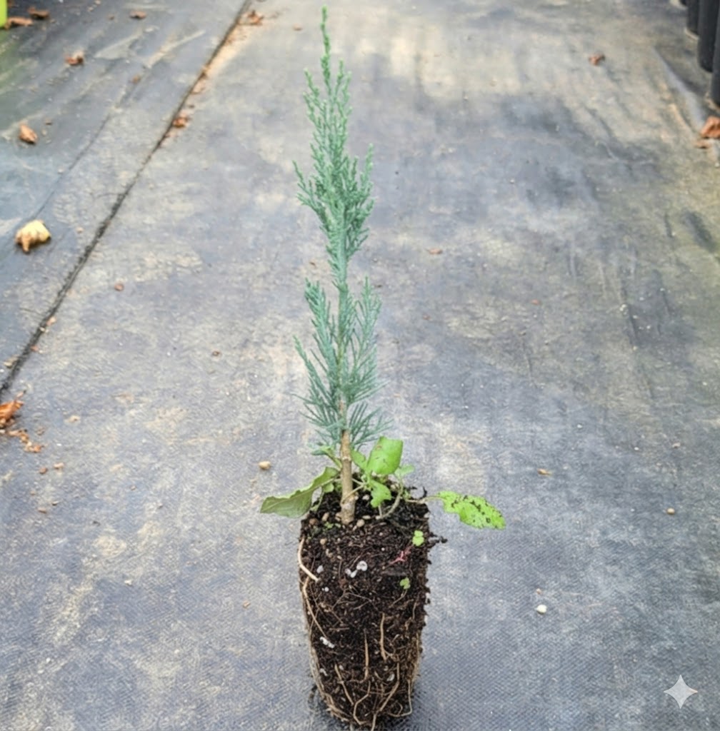 스카이로켓 향나무 30cm 플러그묘 이미지 1