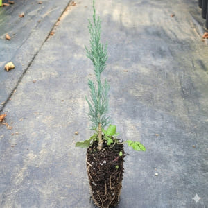 스카이로켓 향나무 30cm 플러그묘 실사용 후기 | 효과 있을까? - 상품 이미지 1