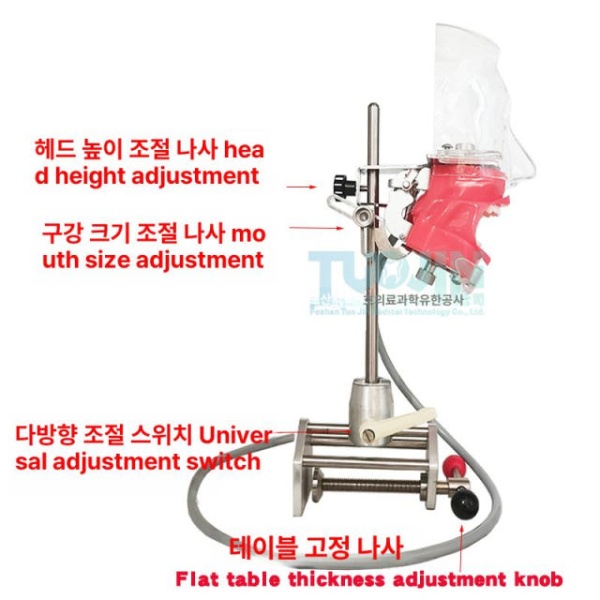 프리미엄 실습용 치과 교육용 치아모형 구강 인체 타이업 치위생사 모형 치아 구조 모델 인체모형 얼굴 피부 포함 입벌림불가 - 상세 이미지 4