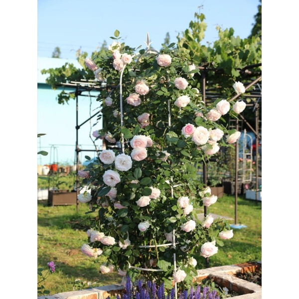 프리미엄 야외 조경 공원 화단 대형 장미 아치 식물 넝쿨지지대 블랙 20cmx높이 70cm 특대 - 상세 이미지 2