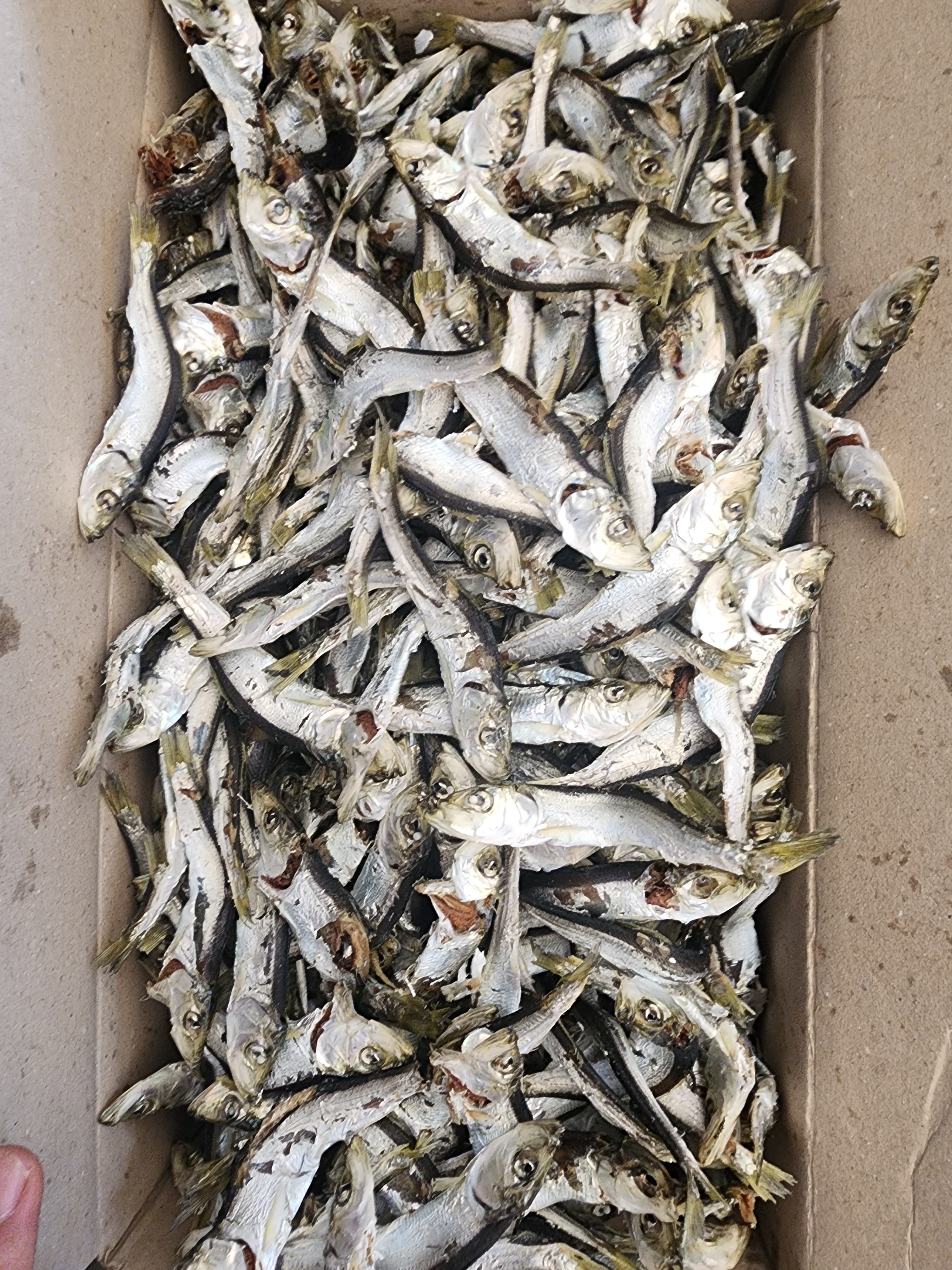 (도매) 업소용 햇 육수멸치 고노리 청어 1.5kg 12박스 2줄 국물 다시 멸치 이미지 4