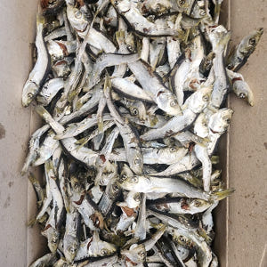 (도매) 업소용 햇 육수멸치 고노리 청어 1.5kg 12박스 2줄 국물 ... 맛있게 먹은 솔직 후기 - 상품 이미지 4