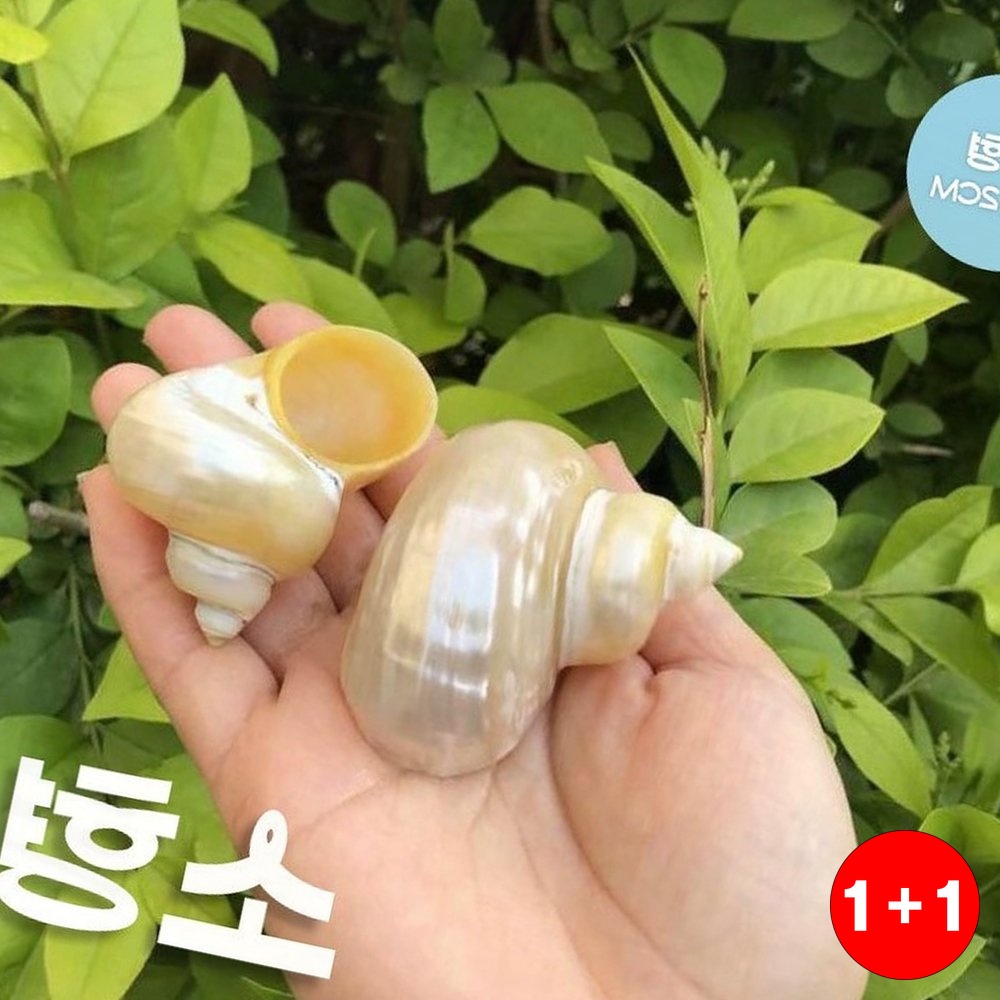 탈피껍질 소라게 키우기 소라 껍데기 껍질 공간활용 생활편리 분위기전환(주문의2배수량 발송) - 상품 이미지