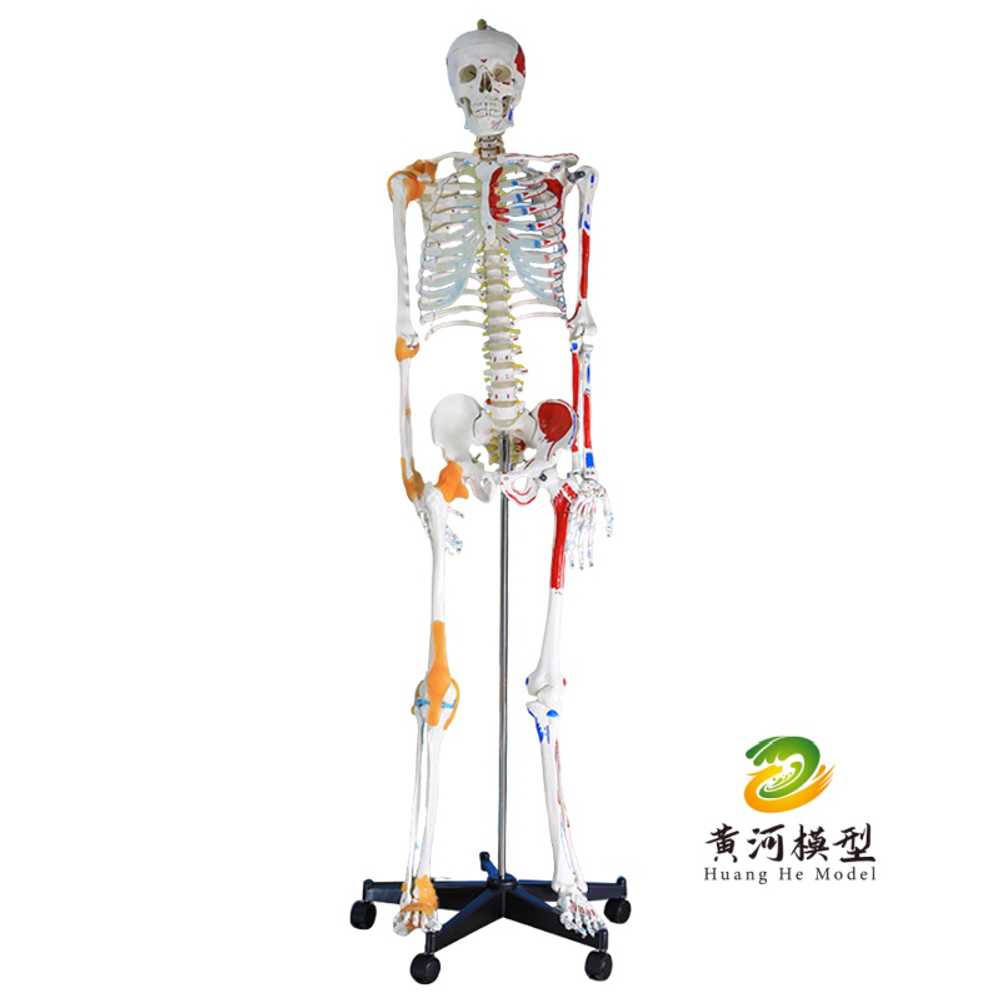 해골모형 시뮬레이션 해부 인체뼈 교구 과학실 색상형 기본형 - 상세 이미지 5