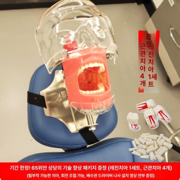 프리미엄 실습용 치과 교육용 치아모형 구강 인체 타이업 치위생사 모형 치아 구조 모델 인체모형 얼굴 피부 포함 입벌림불가 - 상품 이미지
