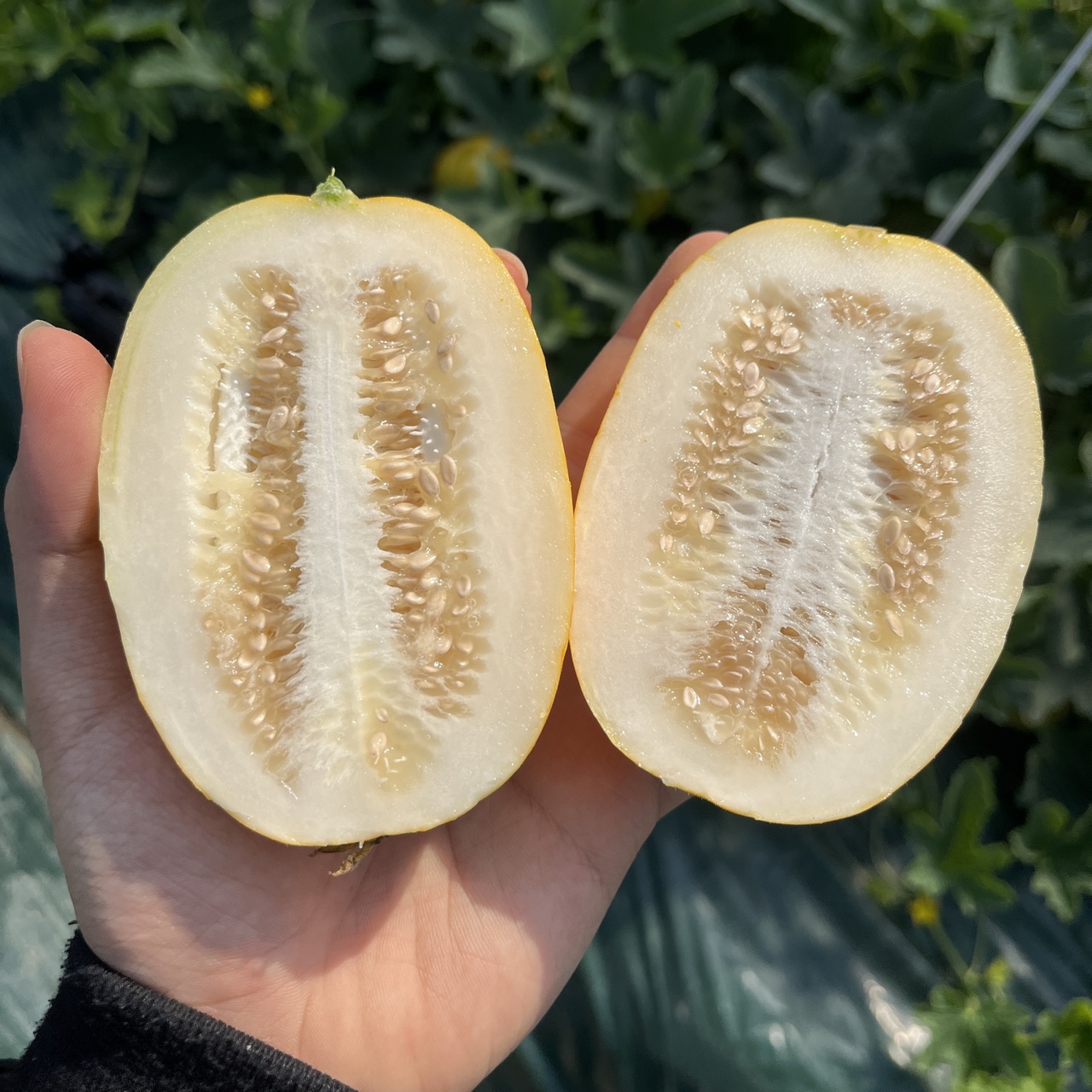 아삭달콤 성주참외 꿀참외 고당도 당도선별 1.5kg 이미지 2