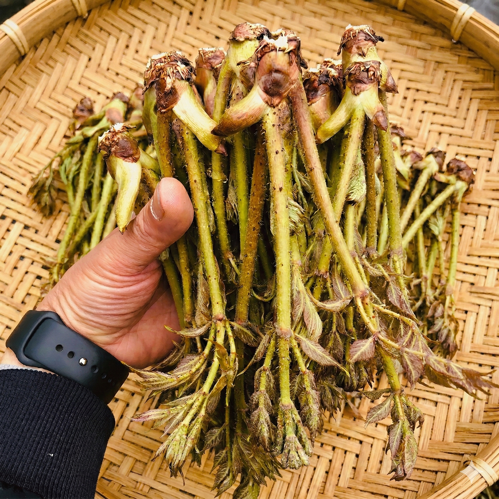 평창 자연산 두릅 참두릅 개두릅 엄나무순 1kg - 상품 이미지