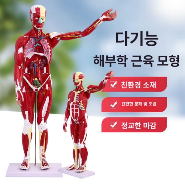 프리미엄 해부학 교육용 근육 인체모형 투명 실습 골격 50cm 분리불가 50cm 분리불가 - 상세 이미지 2