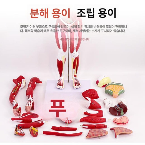 프리미엄 해부학 교육용 근육 인체모형 투명 실습 골격 50cm 분리불가 50cm 분리불가 - 상세 이미지 5