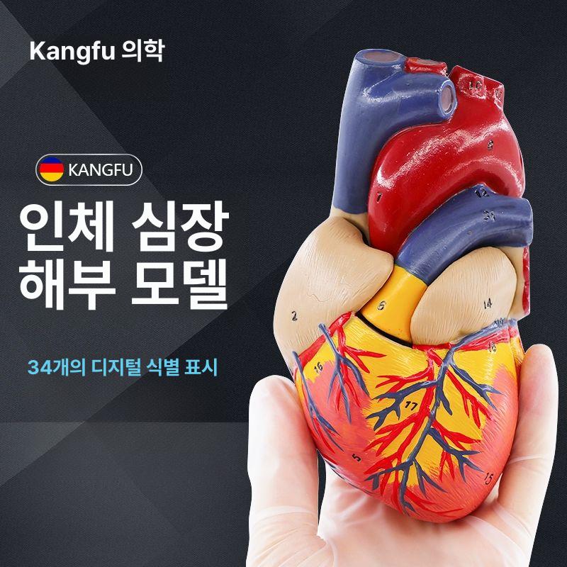 강아지 심장 모형 교육용 해부학 동물병원 표본 - 상세 이미지 3