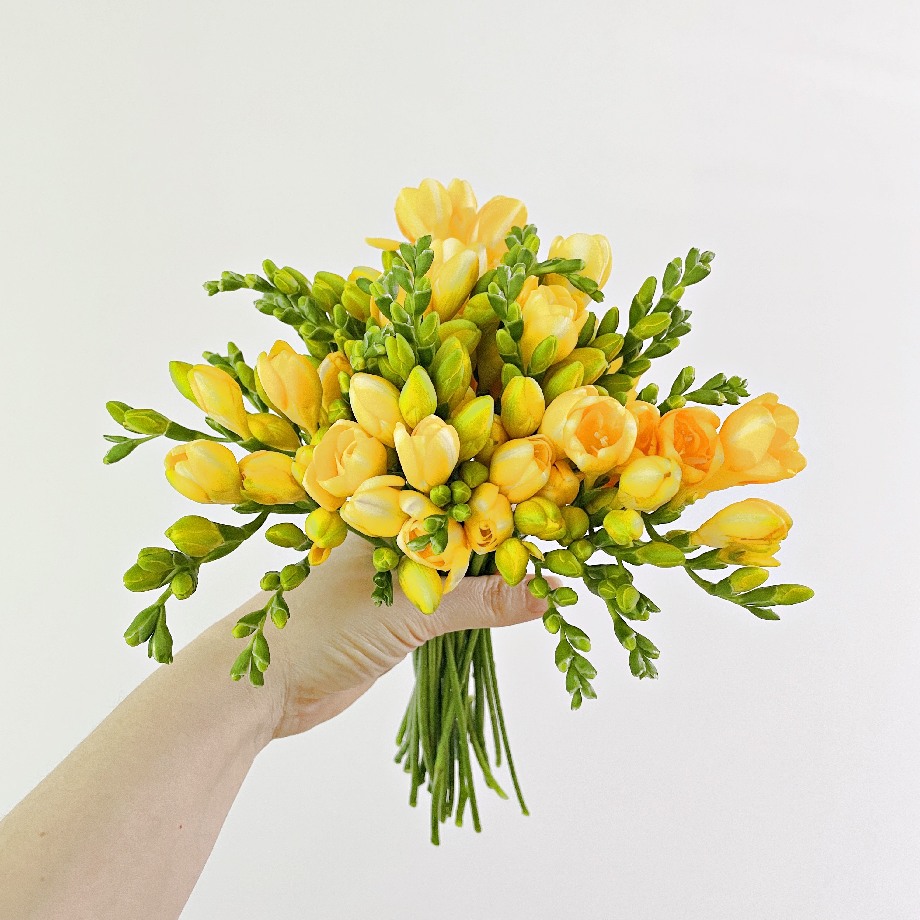 플로민스 프리지아 후리지아 꽃다발 한단 10줄기 안개꽃 생화 택배 꽃배달... 솔직 후기 | 실사용자 리뷰 분석 - 대표 이미지