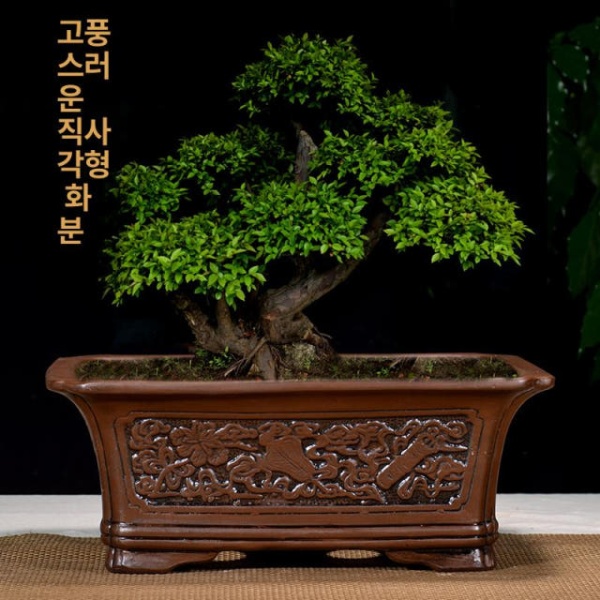 프리미엄 조경 소나무 기념식수 전원주택 특수목 관상수 분재형 소형 원형 자기토 사진과 동일 소형 원형 자기토 사진과 동일 - 상세 이미지 2