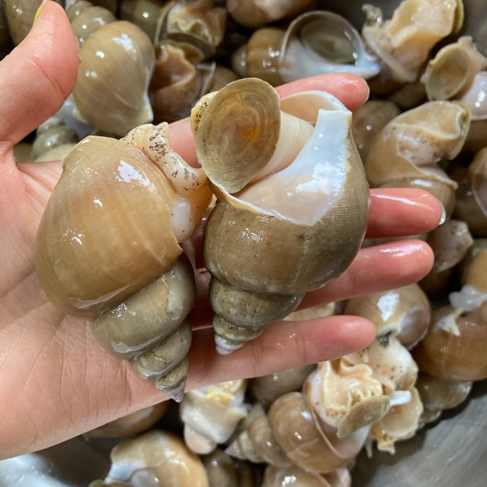 제철 당일조업 자연산 생물 백고동 백골뱅이 1kg 25-35미 - 상세 이미지 4