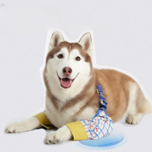 프리미엄 고양이 이동장 화장실 물티슈 목줄 하네스 체리 팔꿈치 보호대 L 체리 팔꿈치 보호대 L - 상품 이미지