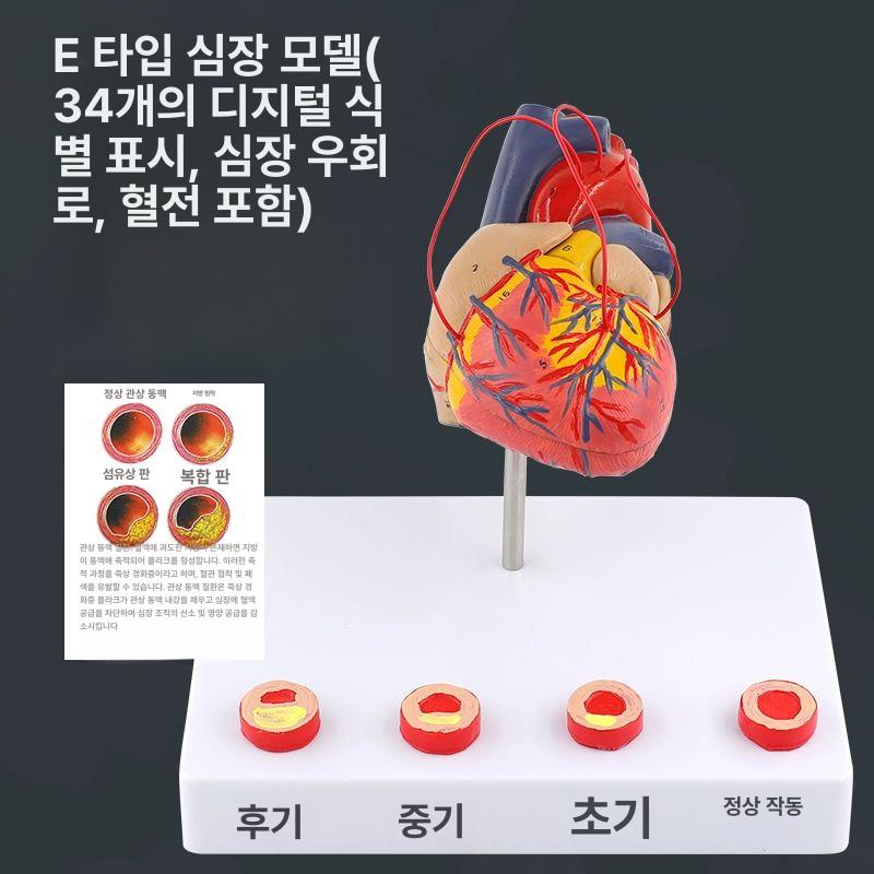강아지 심장 모형 교육용 해부학 동물병원 표본 - 상세 이미지 4