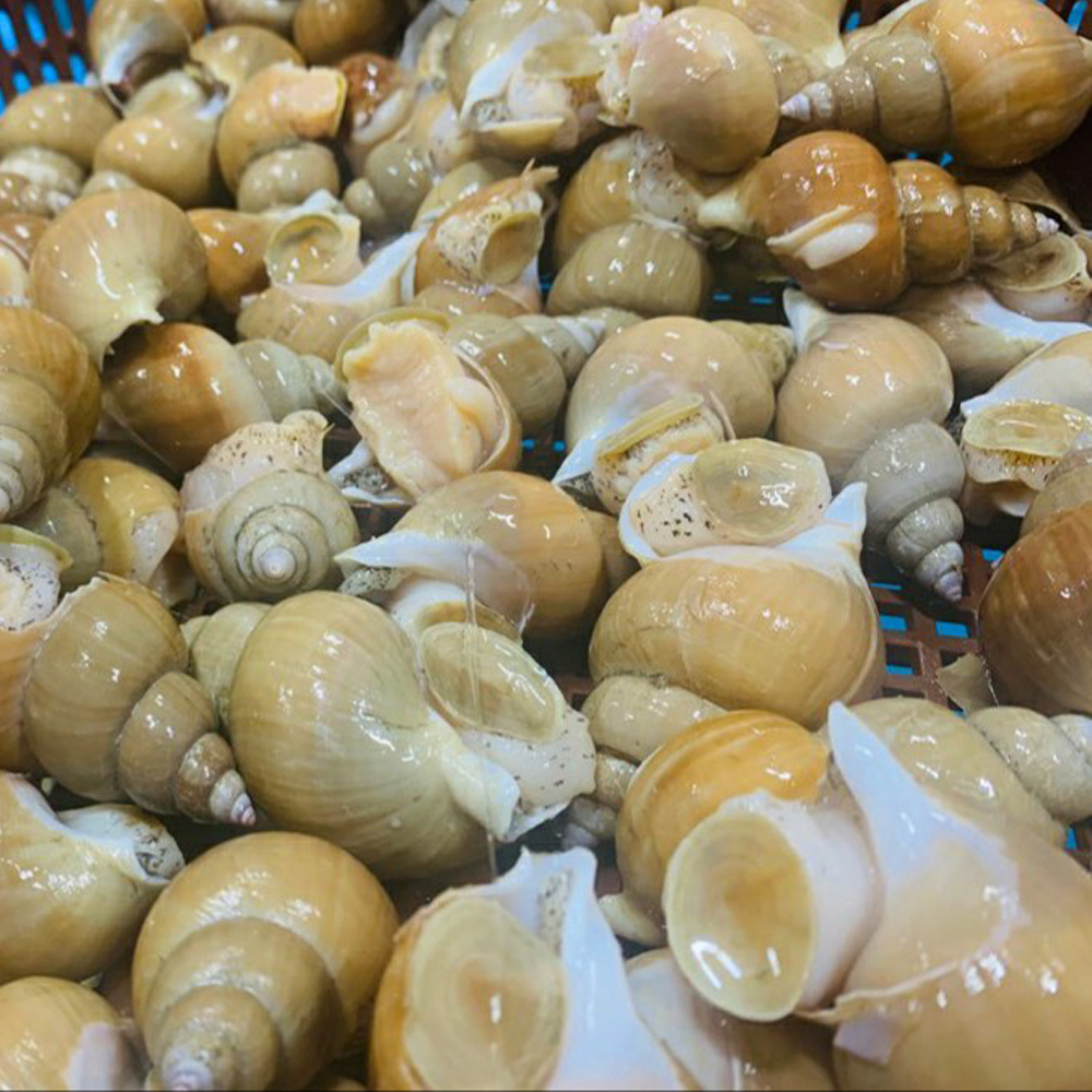 제철 당일조업 자연산 생물 백고동 백골뱅이 1kg 25-35미 - 상세 이미지 5