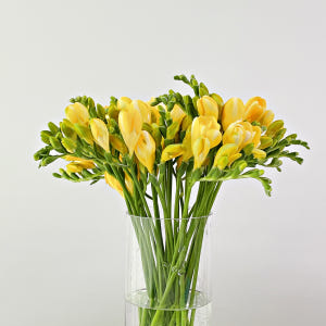 플로민스 프리지아 후리지아 꽃다발 한단 10줄기 안개꽃 생화 택배 꽃배달... 솔직 후기 | 실사용자 리뷰 분석 - 상품 이미지 4