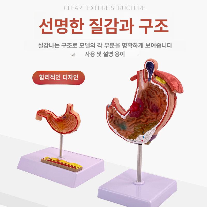 위장 모형 신체 장기 해부학 실습 내장 의학 교육용 대형 - 상세 이미지 3