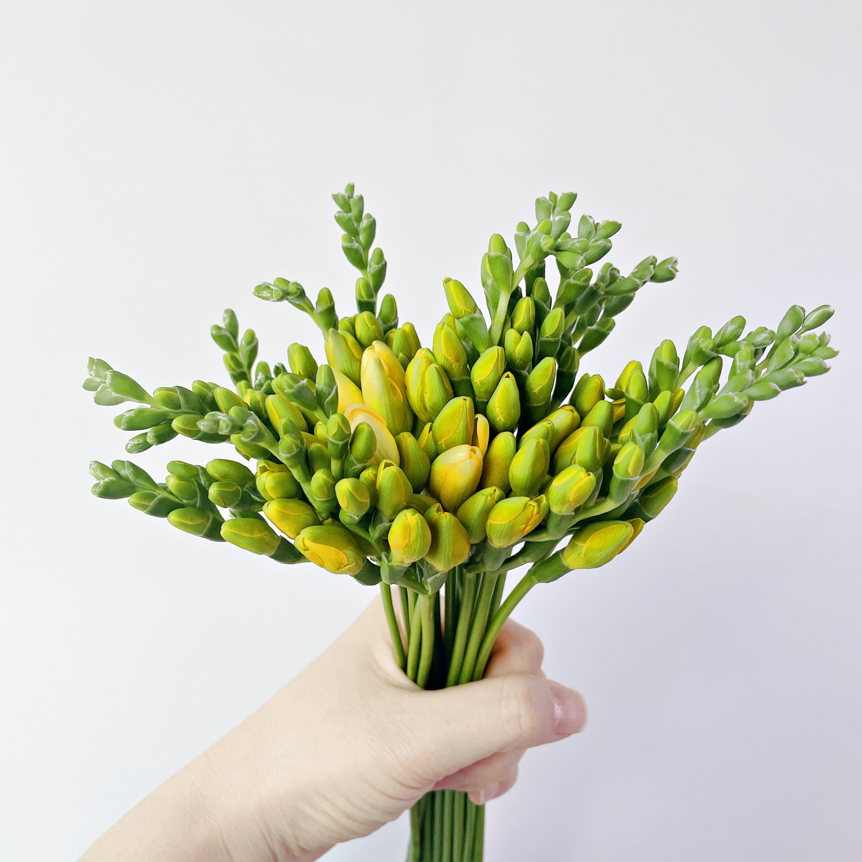 플로민스 프리지아 후리지아 꽃다발 한단 10줄기 안개꽃 생화 택배 꽃배달 싼곳 이미지 2